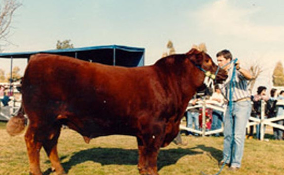 Reservado Gran Campeón Macho