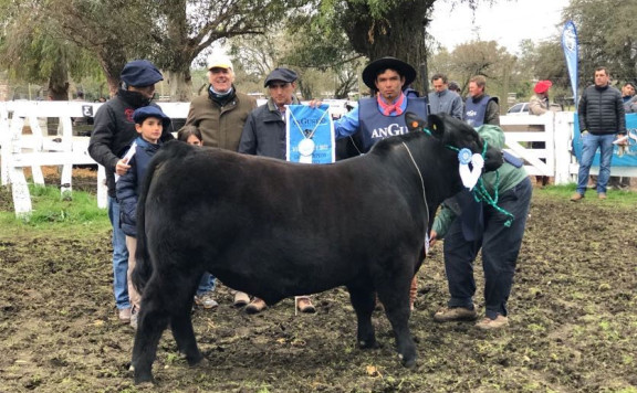 Campeón Ternero