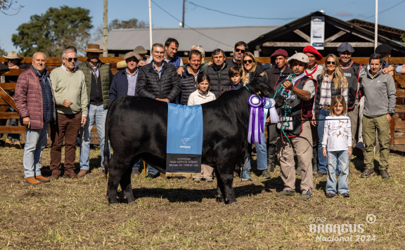 Res. Gran Campeón Ternero