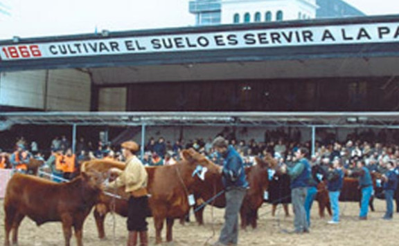 Campeón Vaca Con Cría