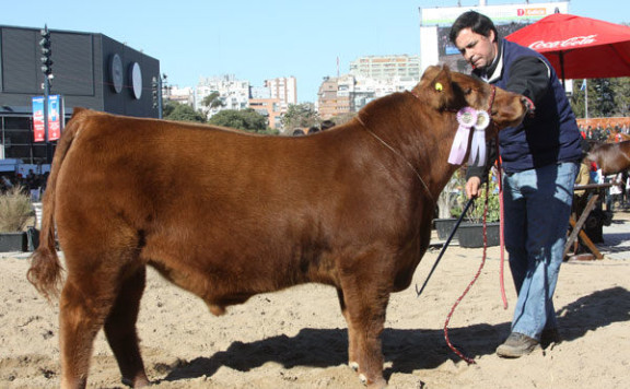 Reservado Campeón Ternero Menor