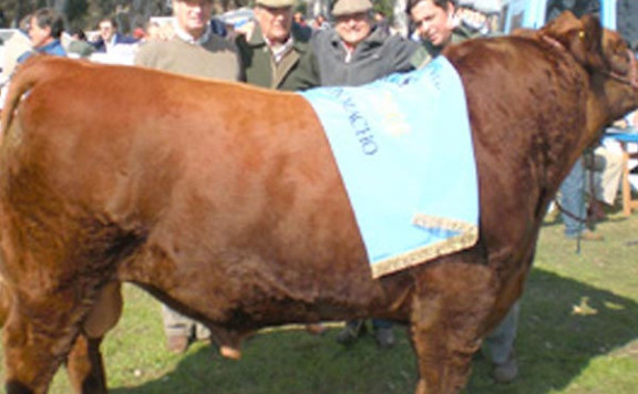 Gran Campeón Macho