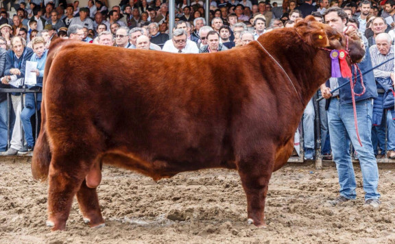 Reservado Campeón Dos Años Mayor