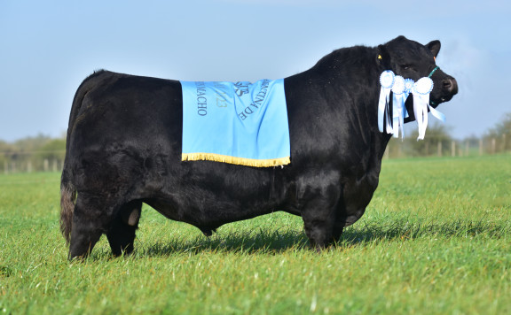 Gran Campeón Macho