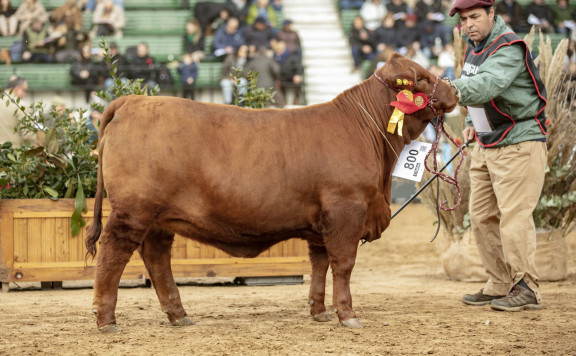 Tercer Mejor Ternera Intermedia