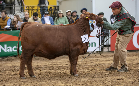 Campeón Ternera Menor