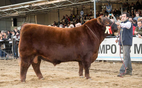 Reservado Campeón Dos Años Mayor