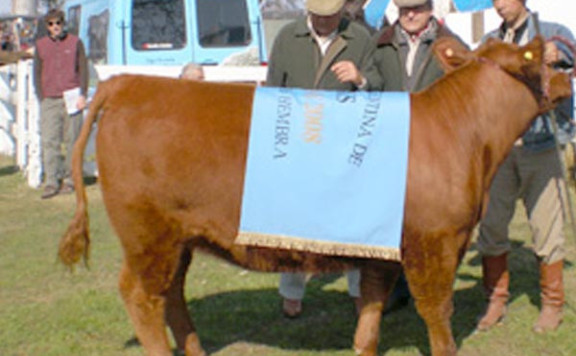 Gran Campeón Hembra