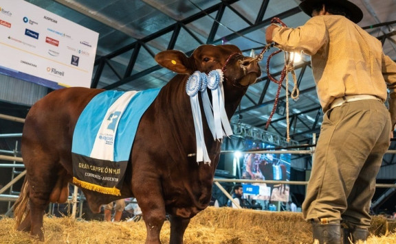 Mundial Brangus en Corrientes: pagaron más de $38 millones por el 50% del Gran Campeón