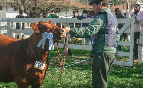 Gran campeón Ternera