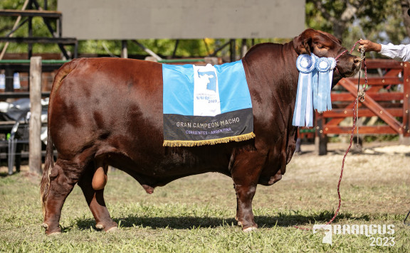 Gran Campeón Macho