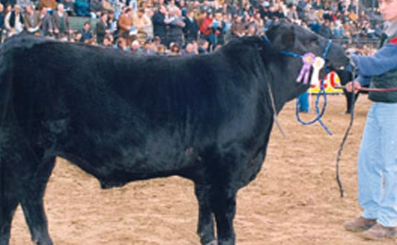 Reservado Campeón Ternero Mayor