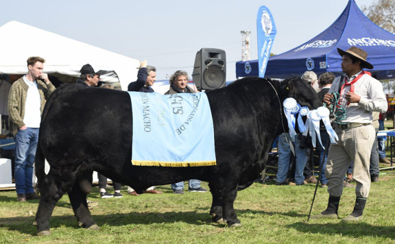 Un ejemplar de Cabaña Santa Lucía se consagró en la expo de Villaguay