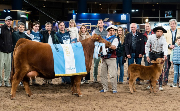 80° Expo Angus de Otoño Indoor: se eligieron a las mejores hembras