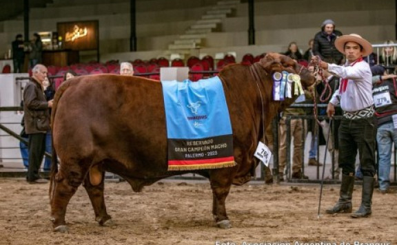 Expo Rural de Palermo: En Brangus un producto de la Ganadera del Villaguay S.A. fue elegido Reservado Gran Campeón