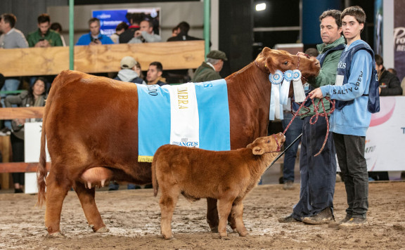 Gran Campeón Hembra Colorada