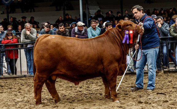 Reservado Campeón Ternero