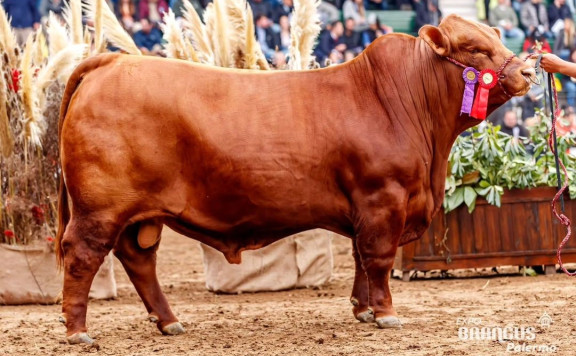 Res. Campeón Dos Años Mayor