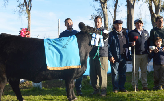 Gran Campeón Hembra