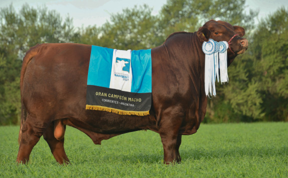 Líder global en genética bovina: los dos mejores toros Brangus del mundo son argentinos