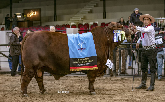 Reservado Gran Campeón Macho