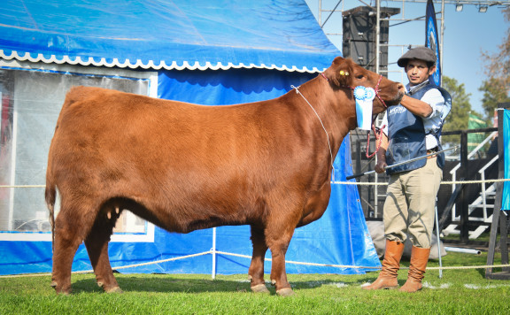 Campeón Vaca