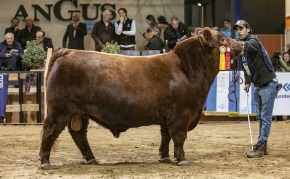 Tercer Mejor Toro Dos Años Mayor