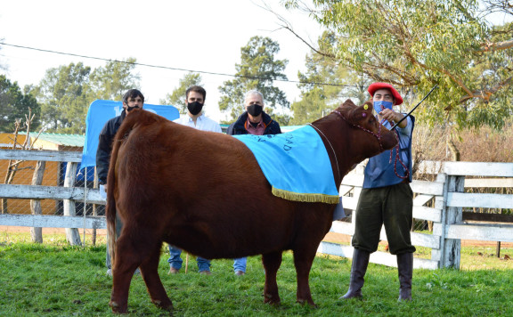 Gran campeón Hembra