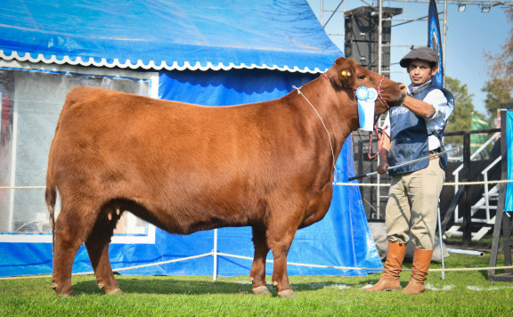 Campeón Vaca